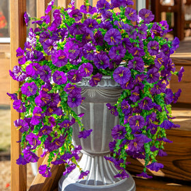 Ivydale morning glory hanging flowers purple two-piece set for fuller outdoor display
