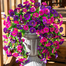Ivydale morning glory hanging flower in fuchsia enhances garden walls.