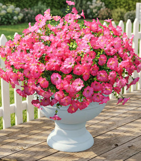 Ivydale pink morning glory 12-bundle set for outdoor decor, UV-resistant color