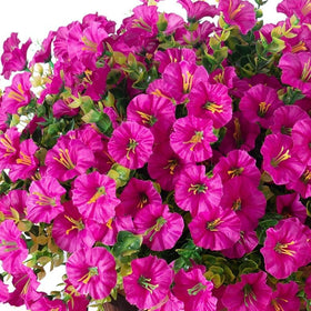 Ivydale outdoor hanging plants enhancing garden and patio ambiance.
