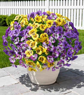 Ivydale pansies 20pcs bundles close-up; vibrant colors, maintenance-free outdoor display.