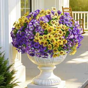 Ivydale pansies outdoor collection; versatile options for garden decor.