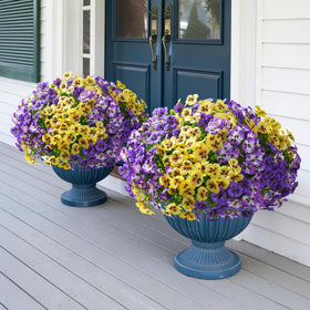 Ivydale pansies pathway edging; creates inviting garden walkway.