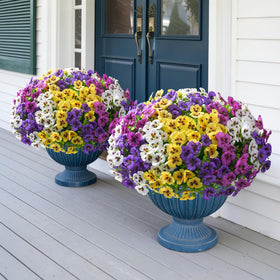 Ivydale pansies brighten curb appeal with natural-looking blooms.