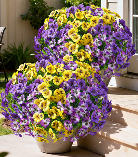 Ivydale pansies silk-plastic blend; long-lasting outdoor beauty in sunlight.