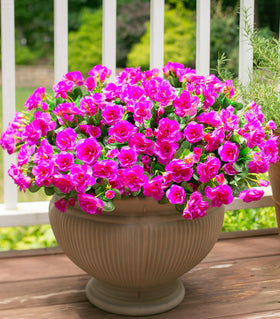 Ivydale UV-resistant silk detail emphasizes durable outdoor beauty.