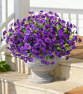 Ivydale UV-resistant silk flowers resist fade in sunlight.