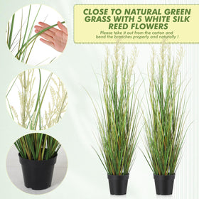 Jexine black pot tall grass plant fits in modern offices and homes.