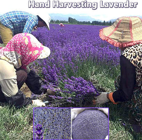 Jitejoe lavender sprigs included in the bag for fuller aroma.