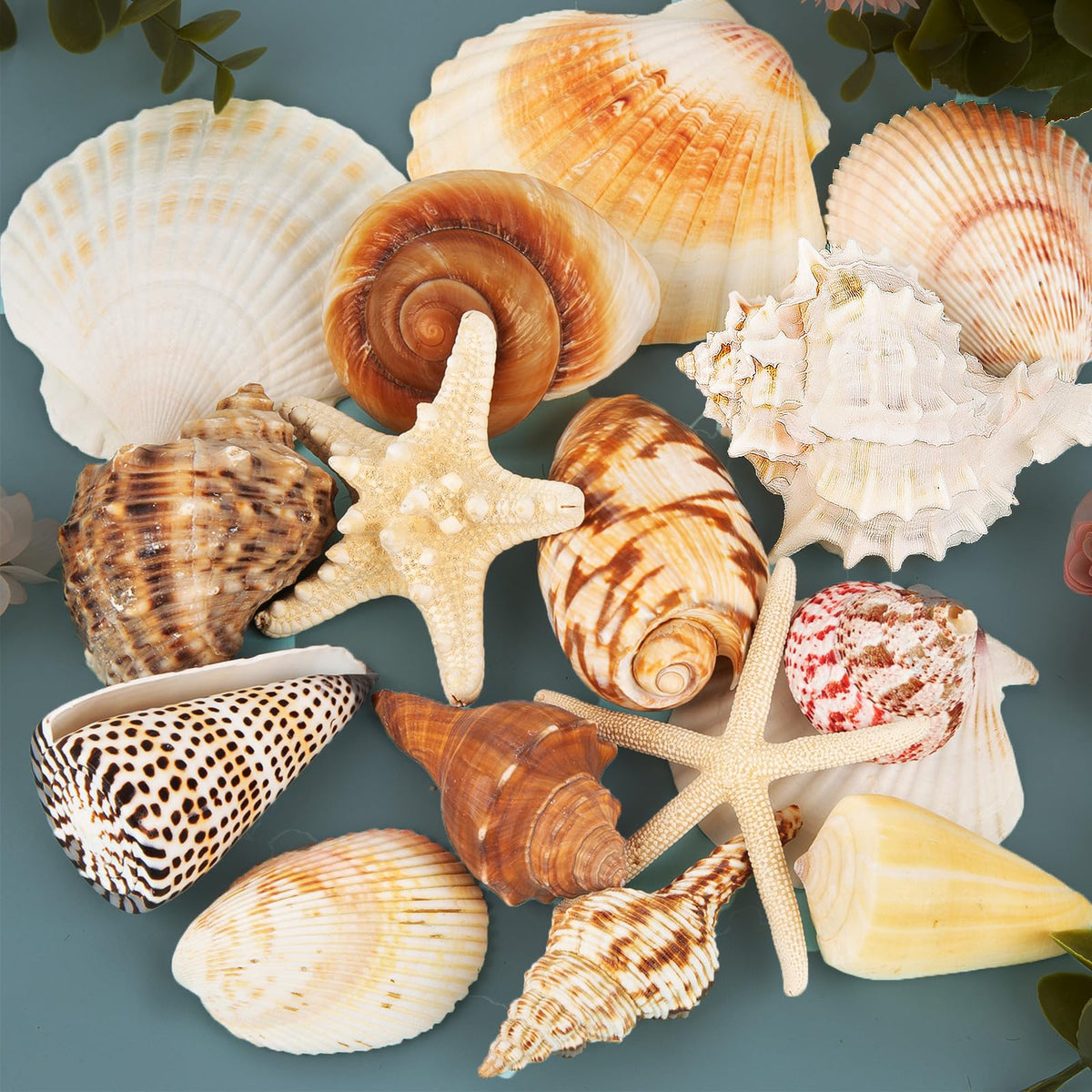 JQAQJU sea shells 15pcs displayed for coastal decor and photo-friendly tables