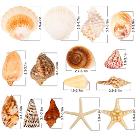JQAQJU starfish and conch display adds natural texture to events