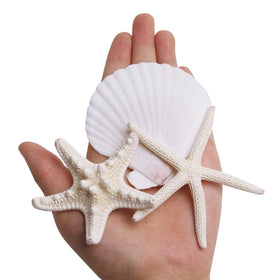 JQAQJU shells for vase fillers for natural coastal accents.