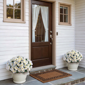 Juxdp camellia-packaging-16-count: ready-to-display set for front entryways.