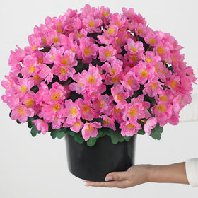 Juxdp camellia topiary ball tree pink outdoor display on balcony