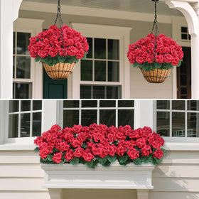 Juxdp geraniums in planters brighten patios, balconies, and doors.