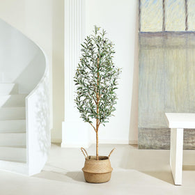 Kazeila maintenance-free olive tree offers year-round greenery