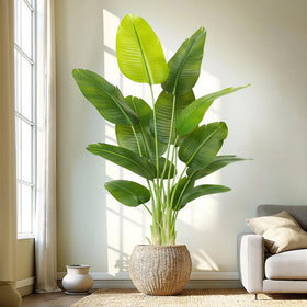 Keeplush bird of paradise plant 6ft tree for lush, low-maintenance indoor decor.