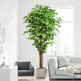 Keeplush ficus stands 74 inches tall to fill space.