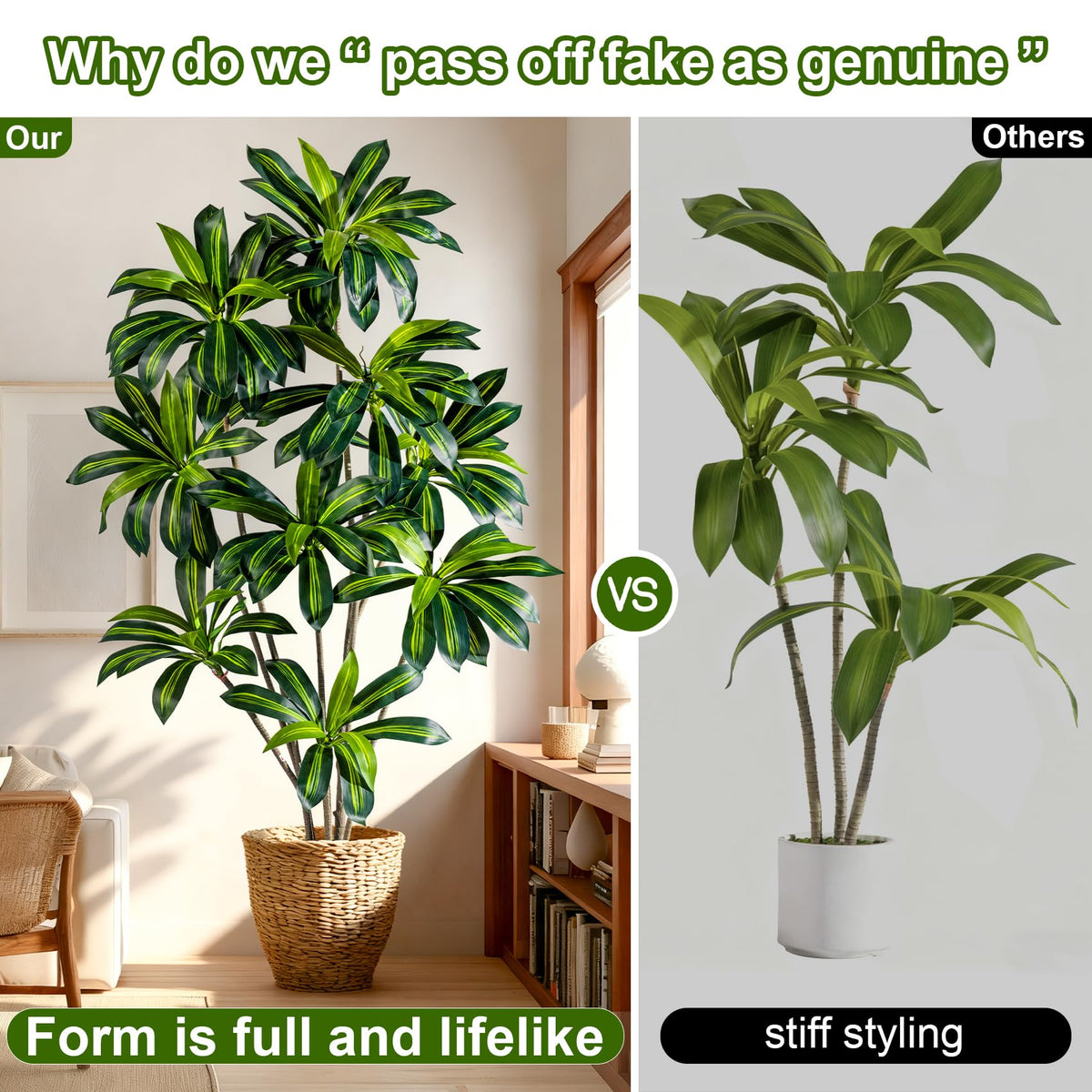 Kgabbke double-layer leaves on Dracaena tree create lush silhouette.