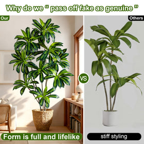 Kgabbke double-layer leaves on Dracaena tree create lush silhouette.