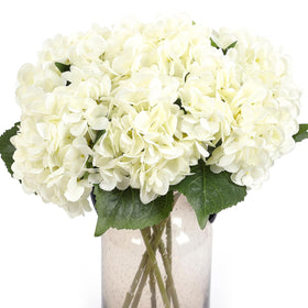 Kimura's Cabin white hydrangea bloom closeup for elegant wedding decor