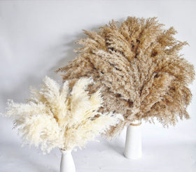 Kocat white pampas grass, airy accents for bright boho displays.
