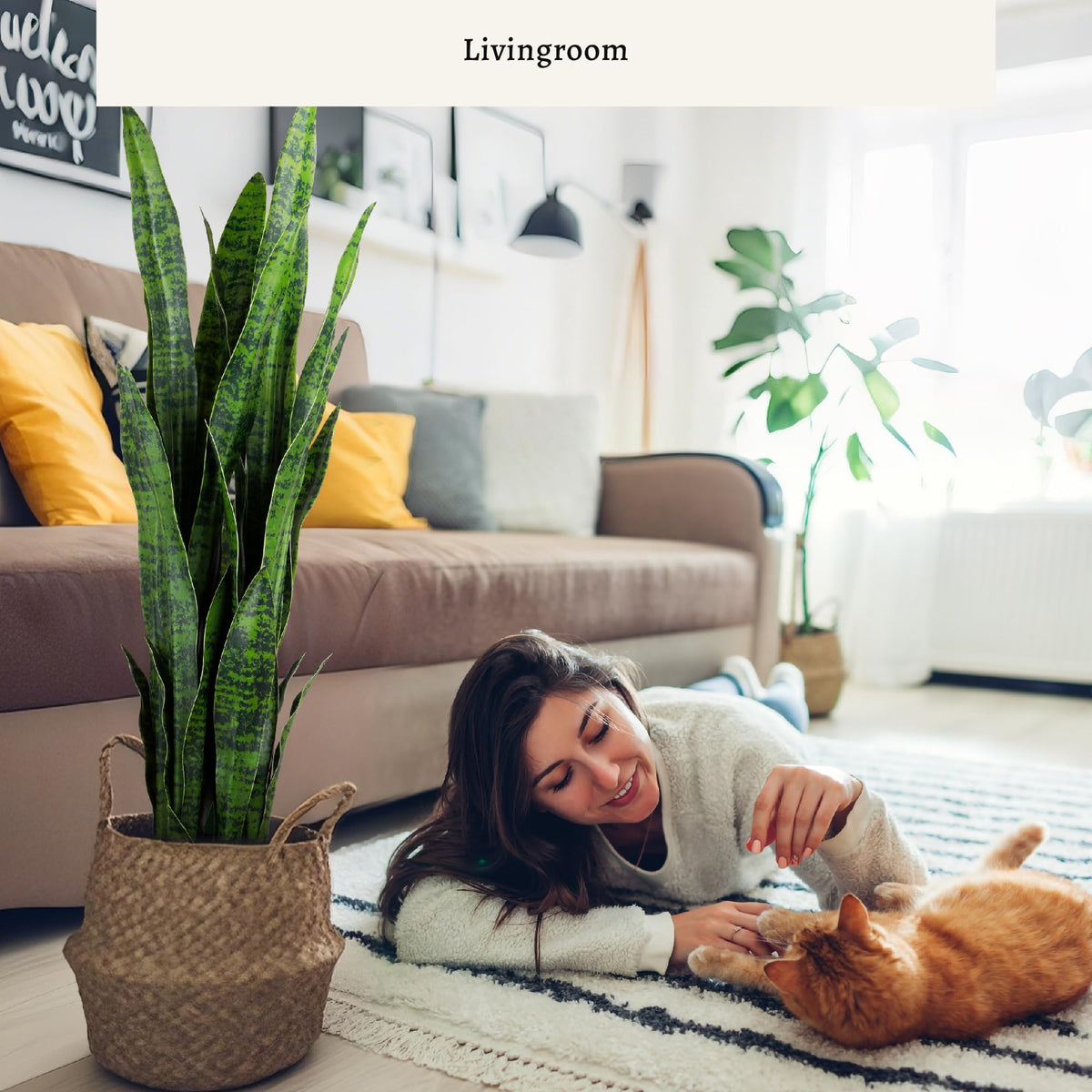 Artificial sansevieria pot setup with stable base for display