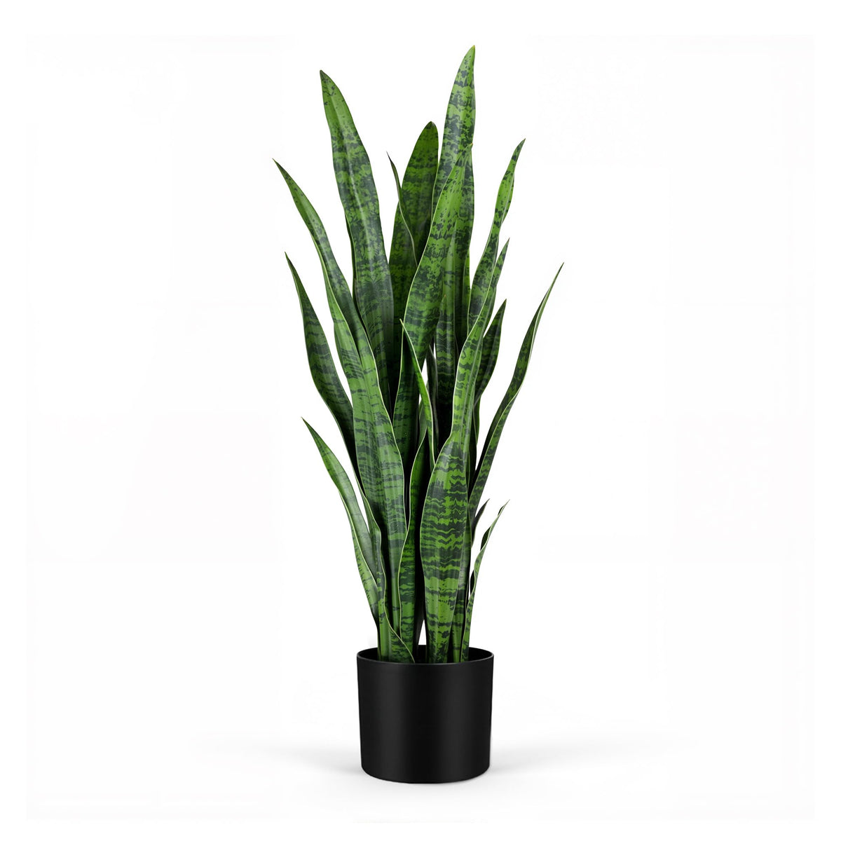 Two-pack KOL snake plants offer versatile styling options