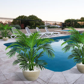 KOL Outdoor-friendly palm tree suited for sheltered exterior spaces.