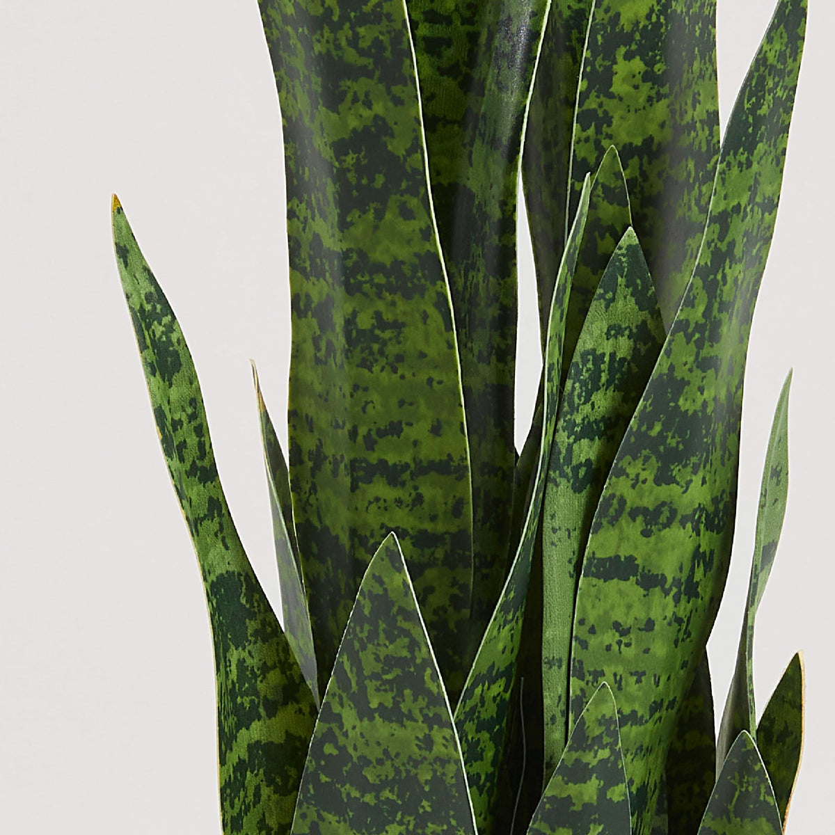 Glossy leaves catch light for a bright interior
