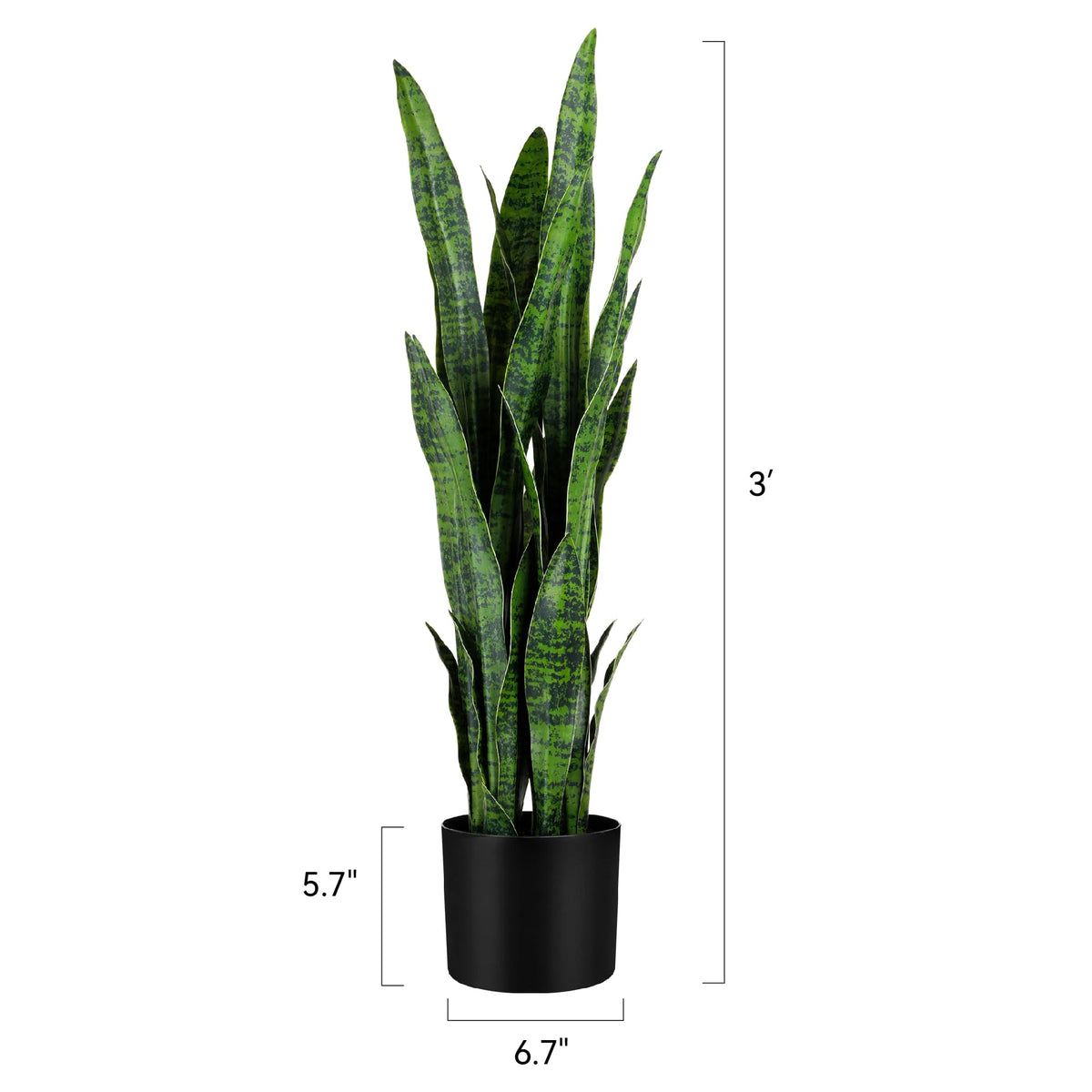 Potted display of two KOL snake plants on sturdy bases