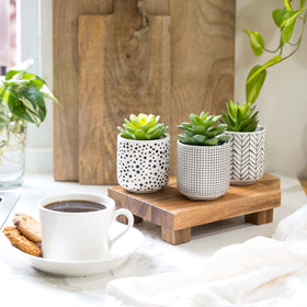 Kurrajong Farmhouse desk succulent set adds realistic greenery without care.