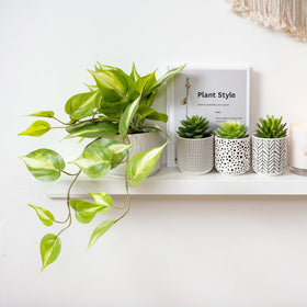 Kurrajong Farmhouse cascading vines on display for shelf styling