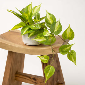 Kurrajong Farmhouse gift-ready faux pothos adds instant charm