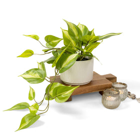 Kurrajong Farmhouse light green fake pothos leaf detail for natural-looking decor