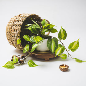 Kurrajong Farmhouse room setup with faux pothos for easy styling