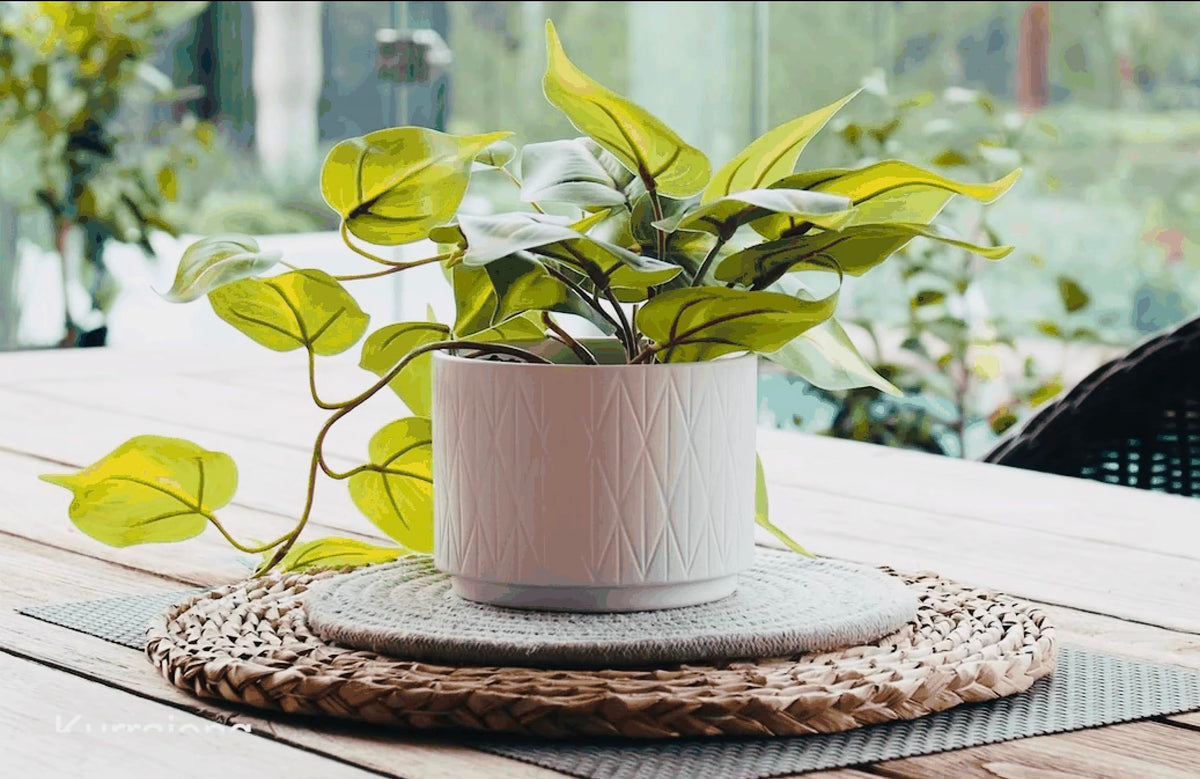 Kurrajong Farmhouse pothos on shelf display enhances room ambiance