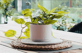 Kurrajong Farmhouse pothos on shelf display enhances room ambiance