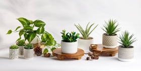 Kurrajong Farmhouse acacia pedestal stand elevates coffee station essentials with clean organization.