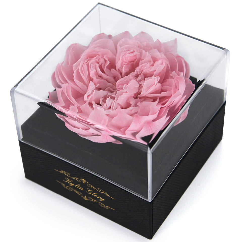 Kylin Glory preserved peony close-up in cherry pink, ideal for timeless home decor