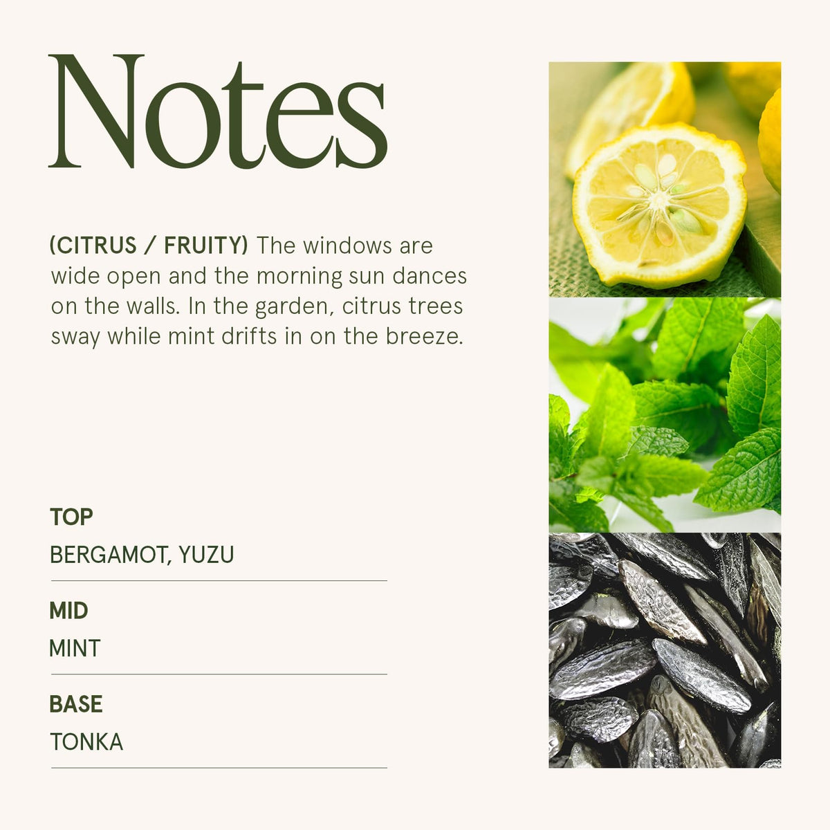 Base notes of tonka and cedarwood add warm, sophisticated ambience.