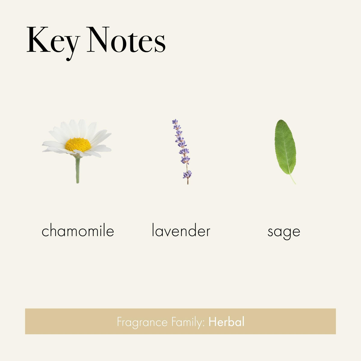 LAFCO Chamomile Lavender scent profile with calming notes and bergamot