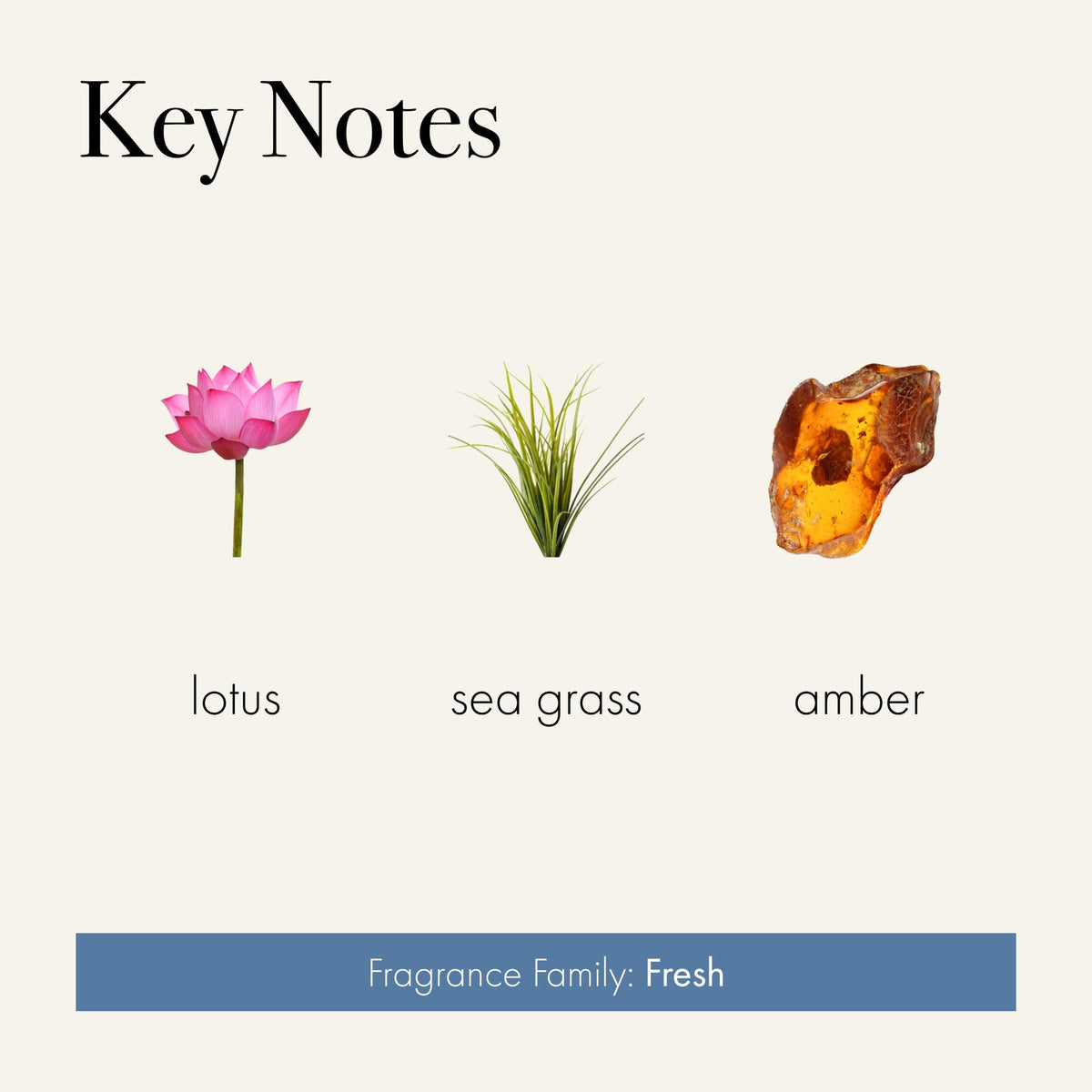 LAFCO Sea & Dune fragrance notes evoke coastal freshness and amber warmth