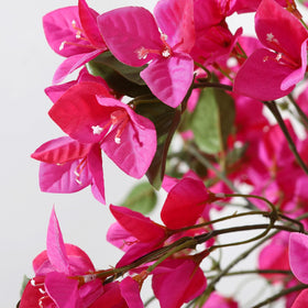 Laiwot Bougainvillea tree ideal for home and office decor.