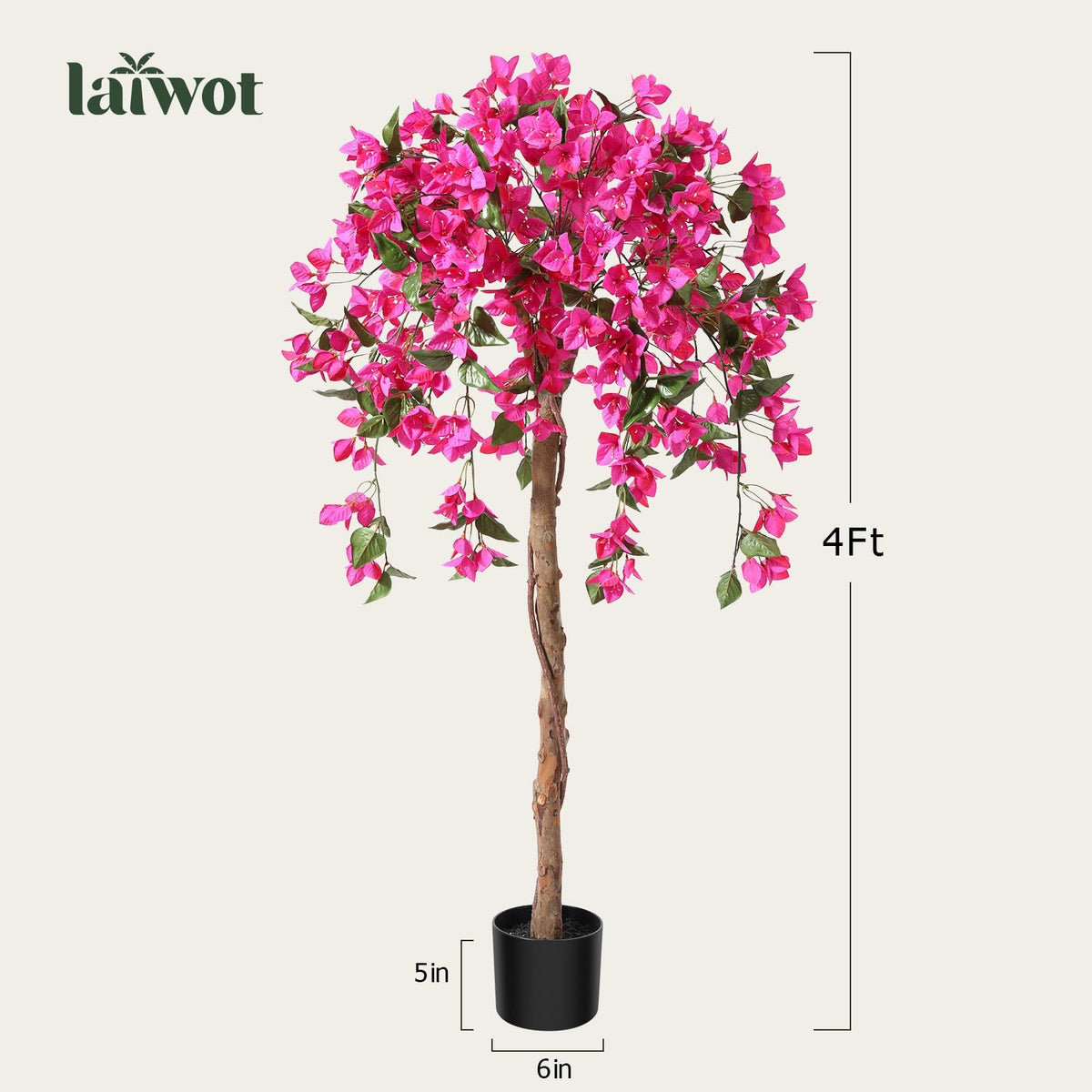 Laiwot Bougainvillea tree suitable for outdoor decor and patios.