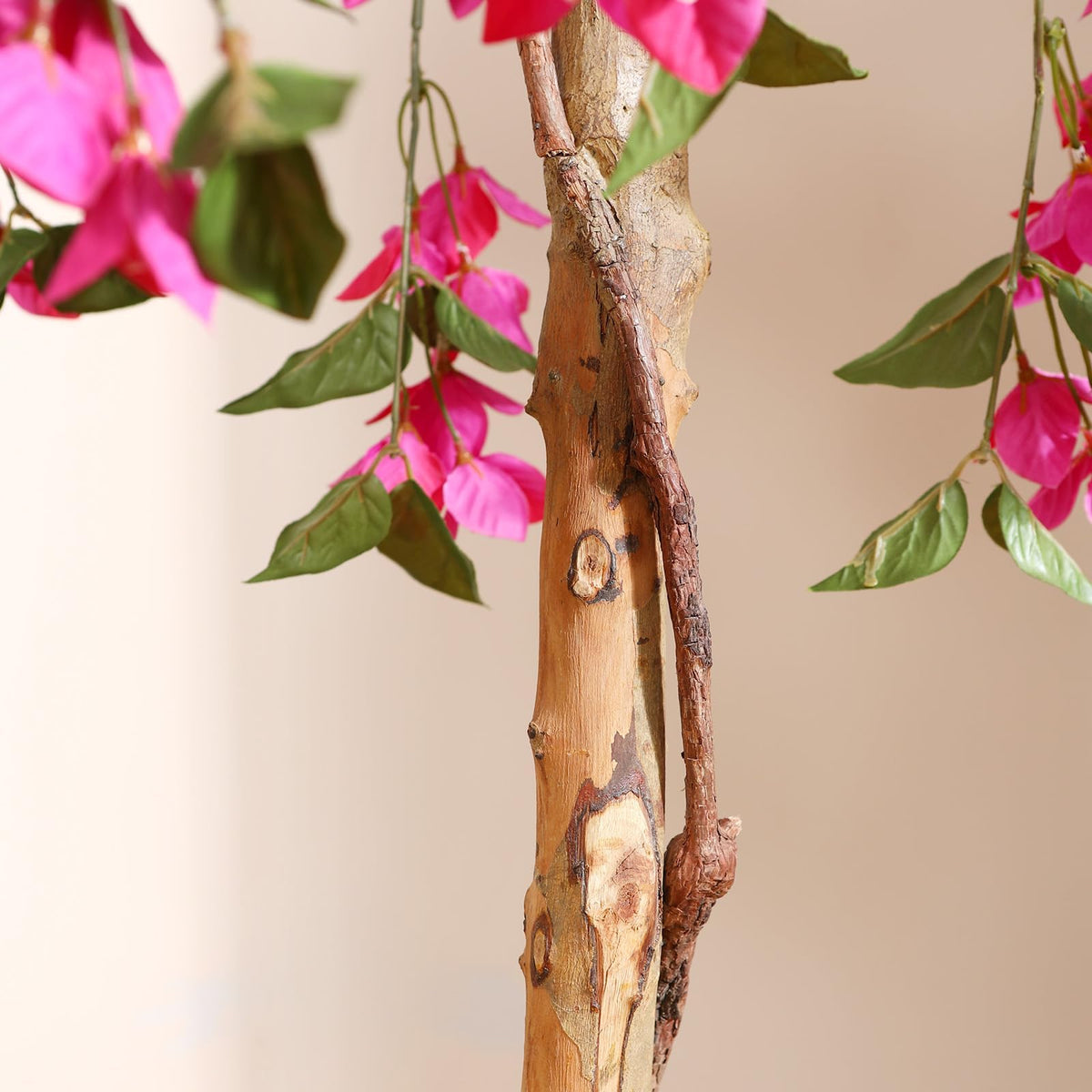 Laiwot Bougainvillea tree in a 6-inch pot for stable display.