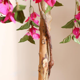 Laiwot Bougainvillea tree in a 6-inch pot for stable display.