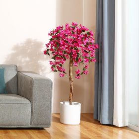 Laiwot Bougainvillea tree enhances wedding venues with color.