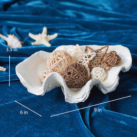 LCdecohome shell bowl suitable for small succulents and plant styling.