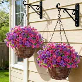 Lifewit daisy-bloom display for garden paths inspires welcoming outdoor ambiance.